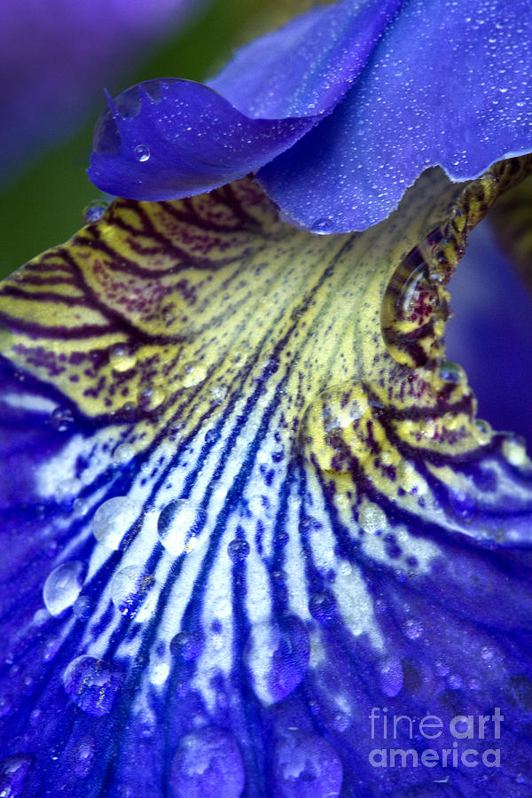 Purple Iris Petal Photograph by Carrie Cranwill