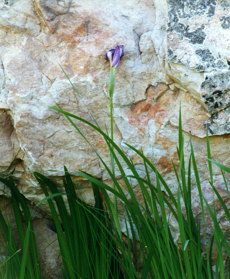 Purple Iris Photograph by Robert Lozen