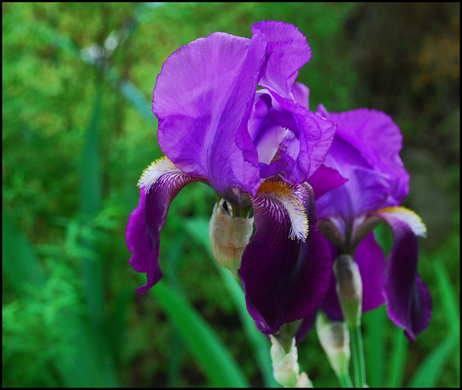 Flowers Still Life Photograph - Purple Iris by Ron Roberts