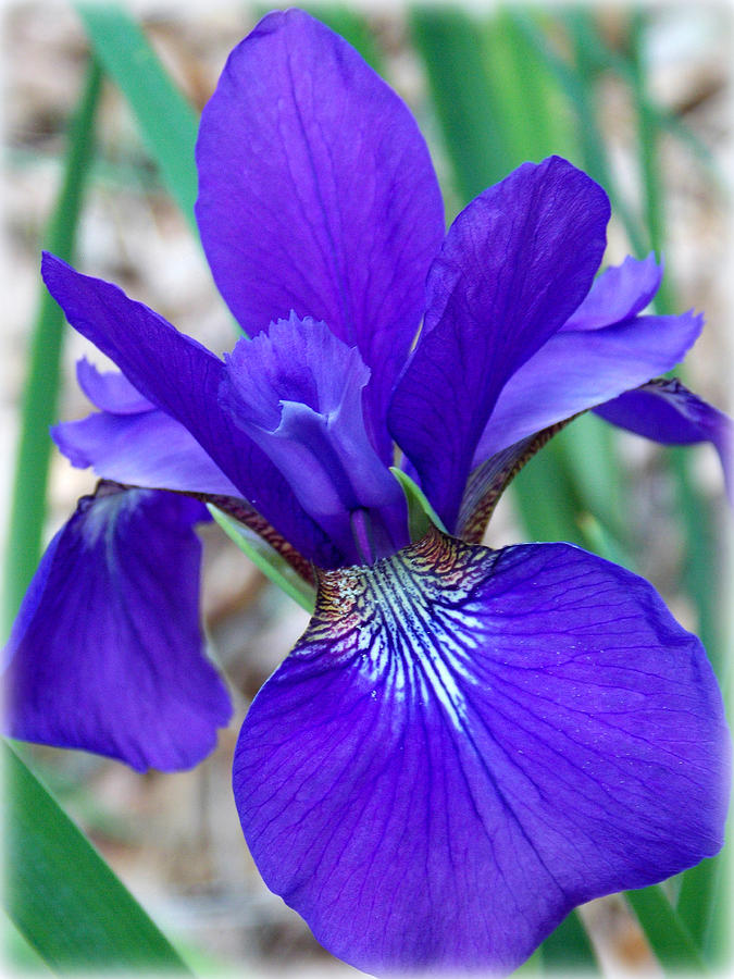 Purple Iris Photograph by Sheri McLeroy