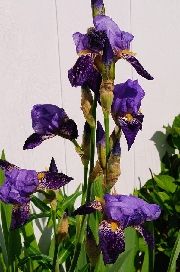 Flower Photograph - Purple Iris Stalk by Tikvahs Hope
