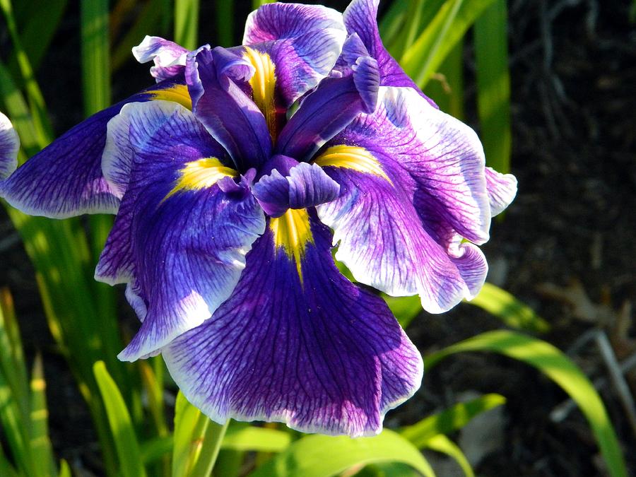 Purple Iris Summer Photograph