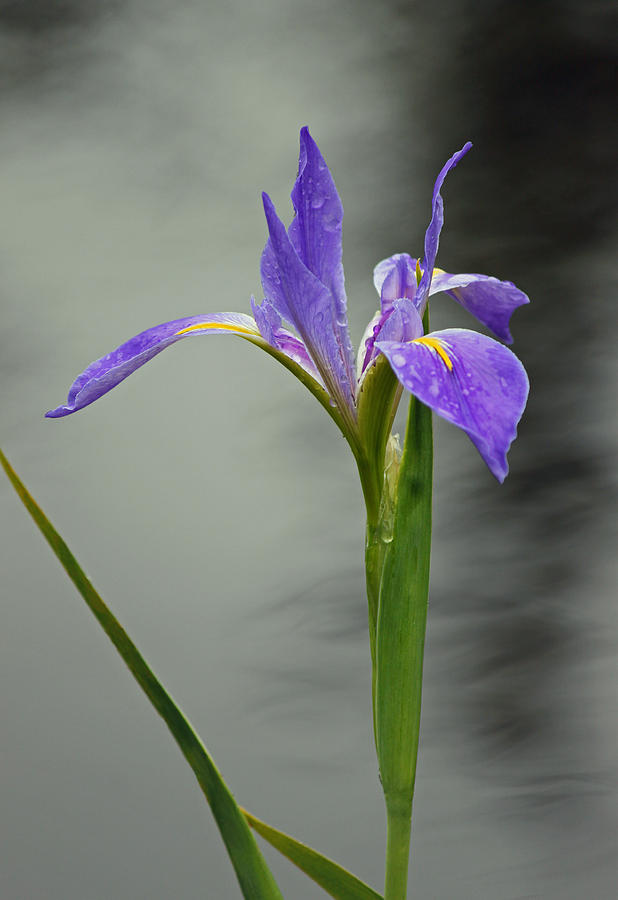 Purple Iris Photograph by Suzanne Gaff