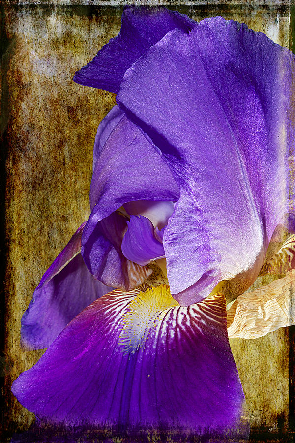Purple Iris Textured Photograph by Phyllis Denton