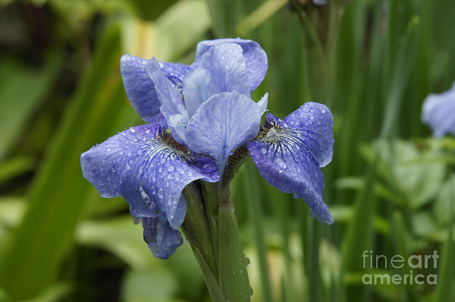 Purple Iris Photograph by Tina Hailey