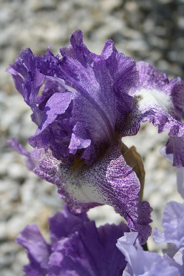 Purple Iris Photograph by Taiche Acrylic Art