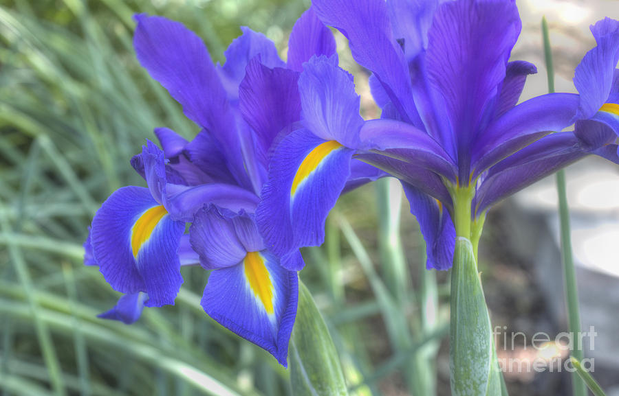 Purple Iris Photograph by Ules Barnwell