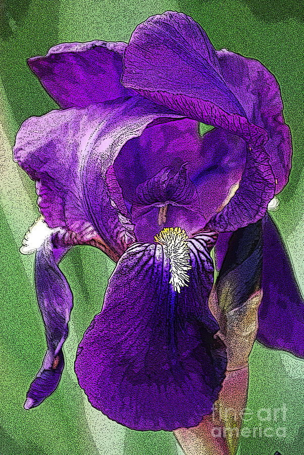Purple Iris by Victoria Page Purple Iris by Victoria Page
