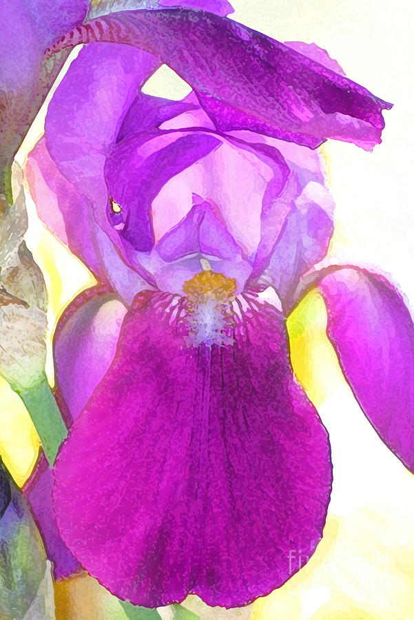 Purple Iris Watercolor Digital Art by Karen Adams