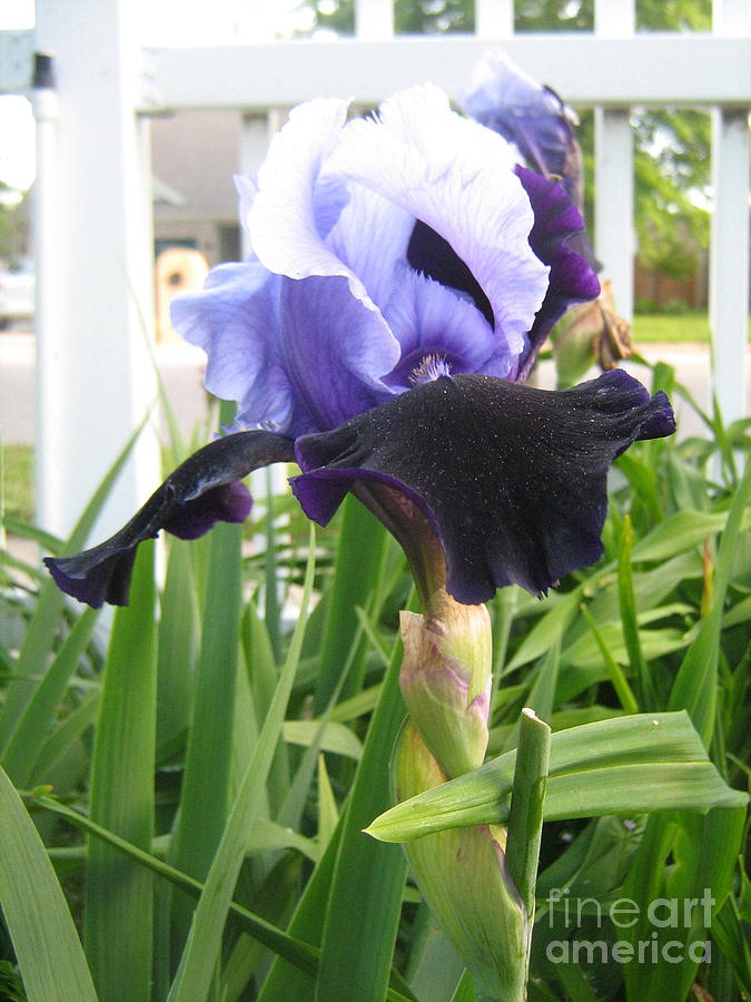 Purple Iris Photograph by Wendy Coulson