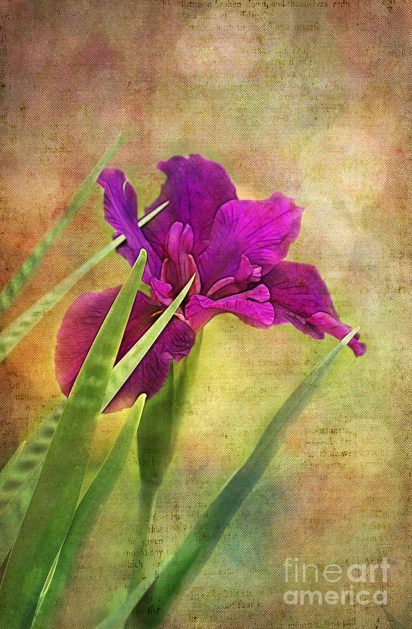 Iris Photograph - Purple Iris with Bokeh by Judi Bagwell