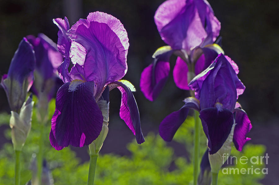 Purple Irises 2 Photograph by Sharon Talson