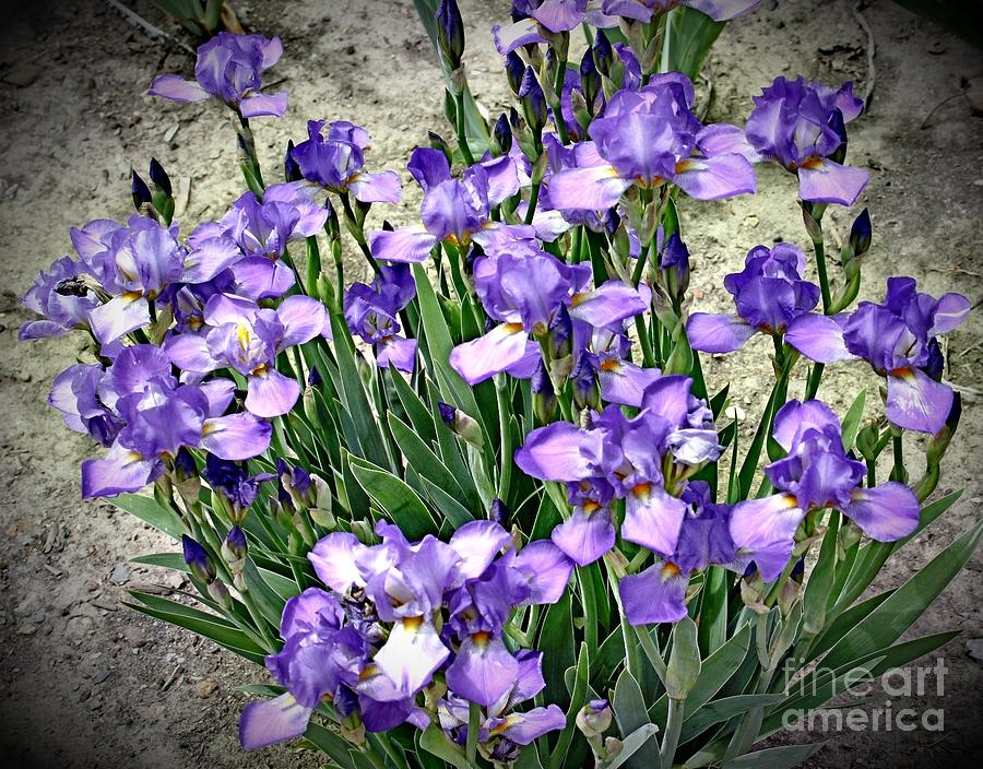 Purple Irises Photograph by Alice Terrill