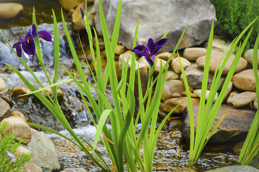 Purple Irises Growing in Waterfall Photograph by Penny Lisowski