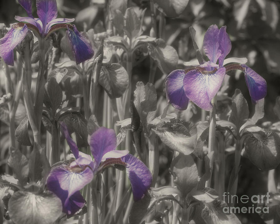 Purple Irises In Partial Color Photograph by Smilin Eyes Treasures