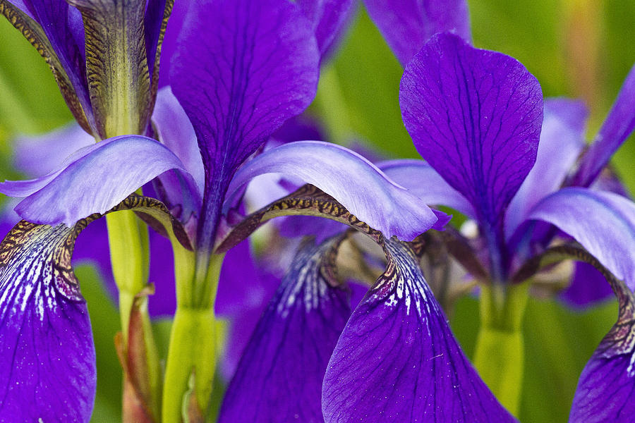 Purple Irises Photograph by Sharon M Connolly Fine Art America