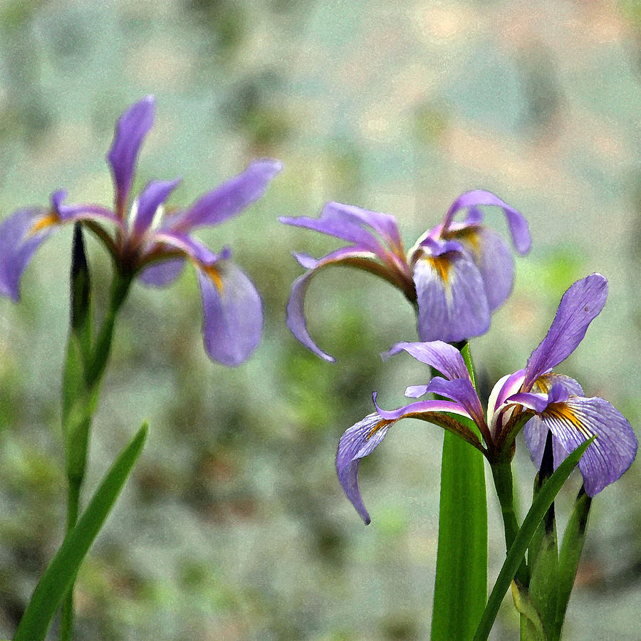 Purple Irises Photograph by Suzanne Gaff