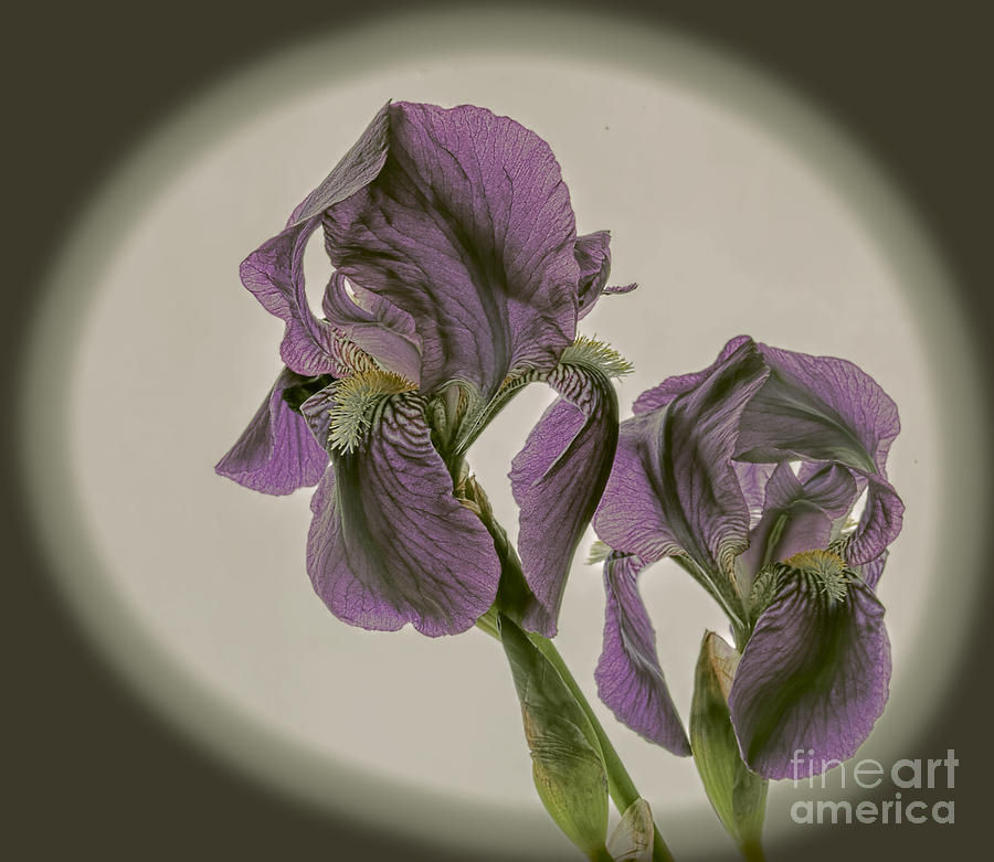 Purple Irises Toned Photograph by Shirley Mangini