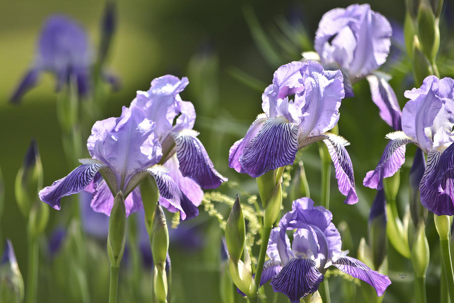 Flower Mixed Media - Purple Irises by Trish Tritz