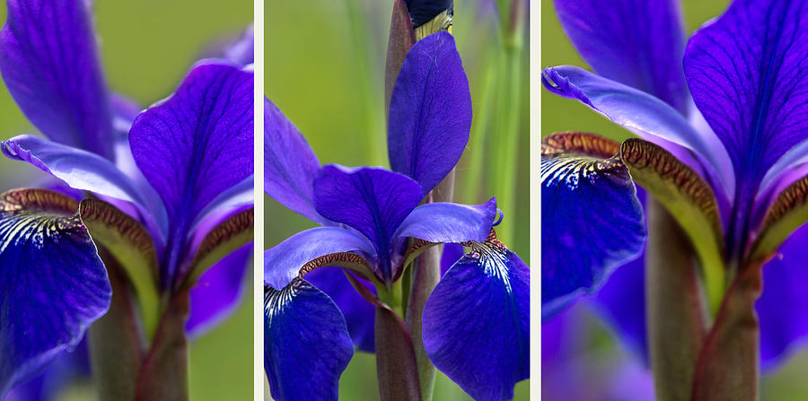 Purple Irisis Photograph by Leda Robertson