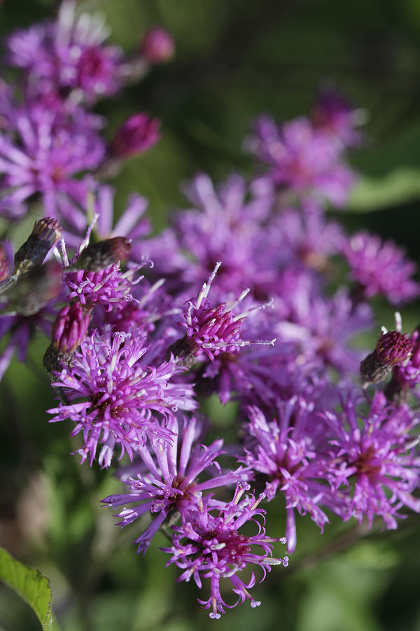 Purple Ironweed Blossoms - Vernonia gigantea Photograph by Kathy Clark