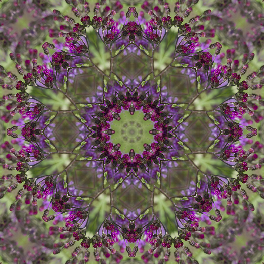 Purple Ironweed Kaleidoscope Photograph by Kathy Clark