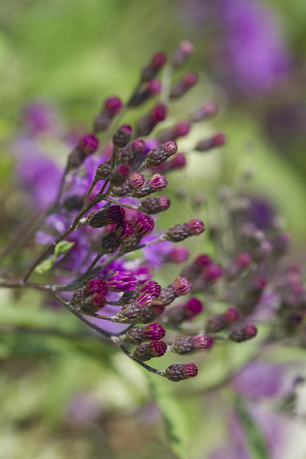 Purple Ironweed - Vernonia gigantea Photograph by Kathy Clark