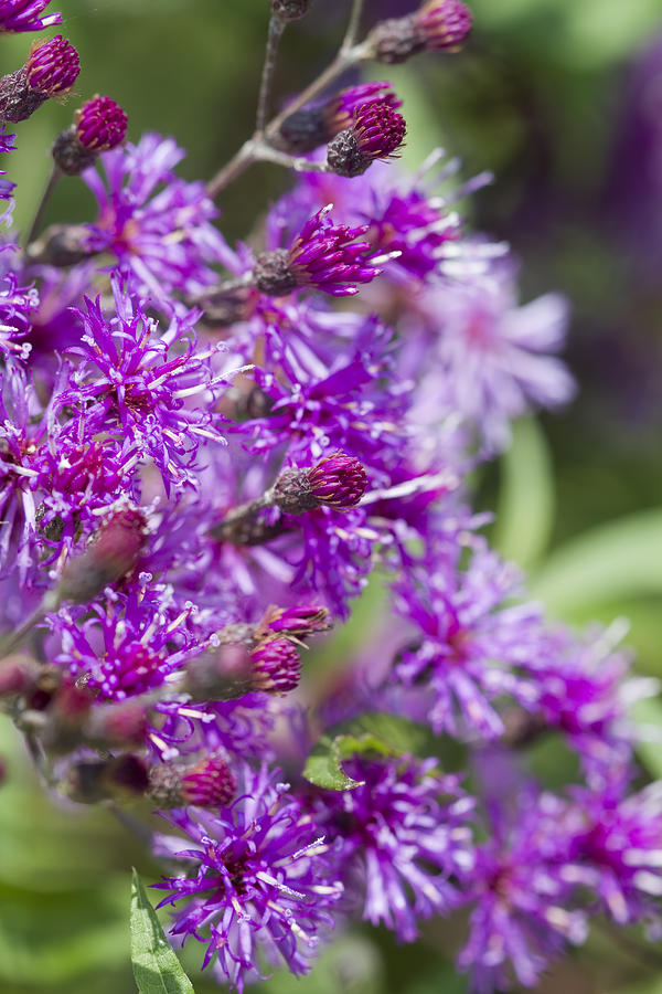 Purple Ironweed Wildflowers - Vernonia gigantea Photograph by Kathy Clark