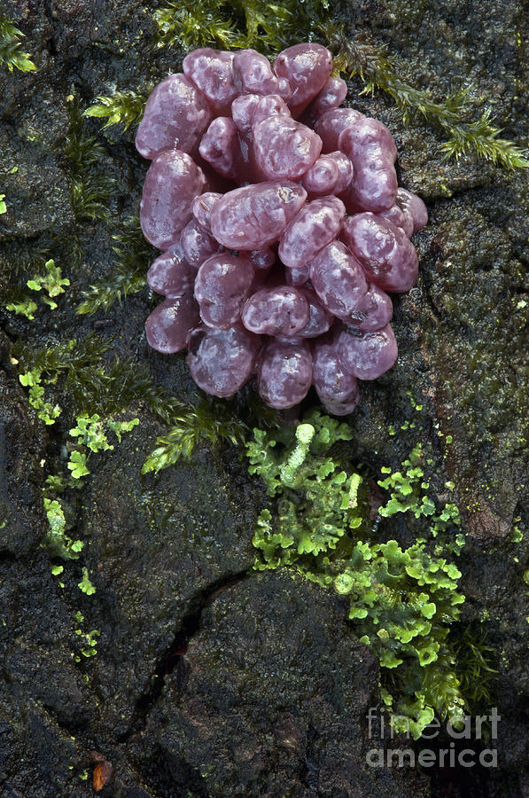 Mushroom Photograph - Purple Jellydisc by Des Ong/FLPA