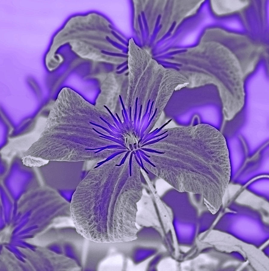 Abstract Photograph - Purple by Kandace Little