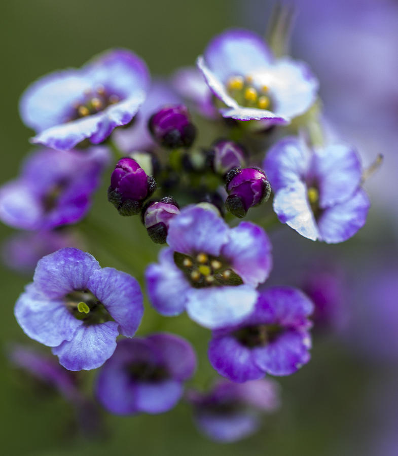 Purple Photograph by Karen Morang - Pixels