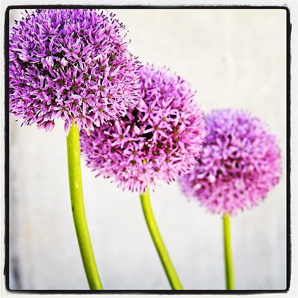 Flower Photograph - #purple by Kelly Hasenoehrl