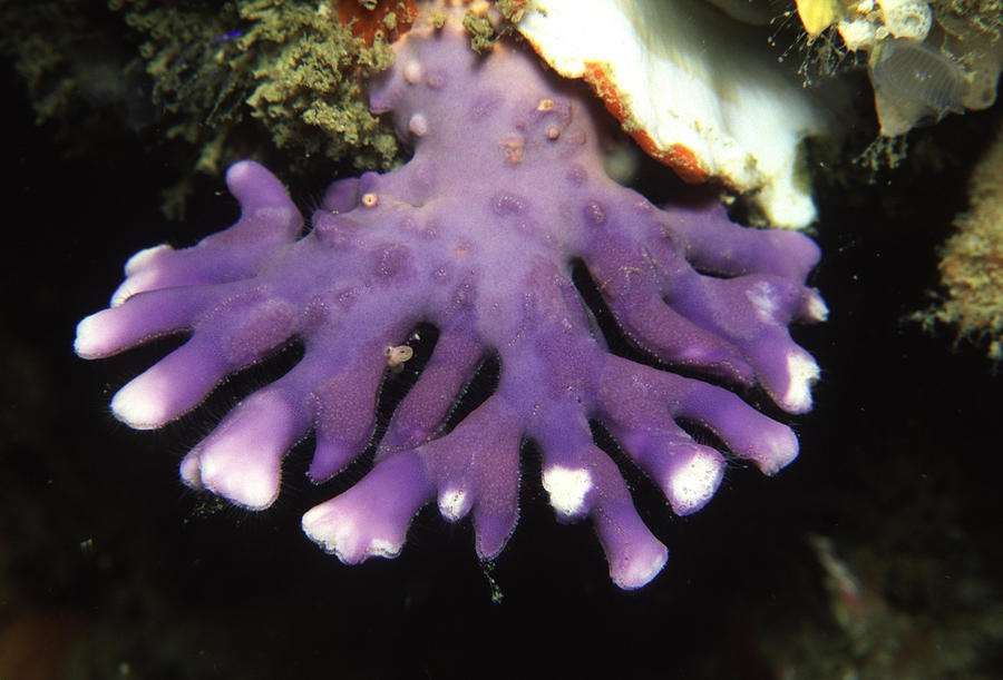 Purple Lace Coral Photograph by Newman & Flowers