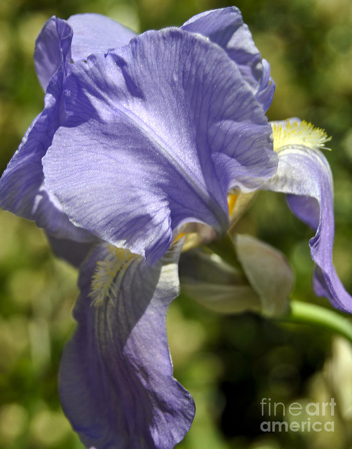 Flower Photograph - Purple Lady by Leslie Cruz