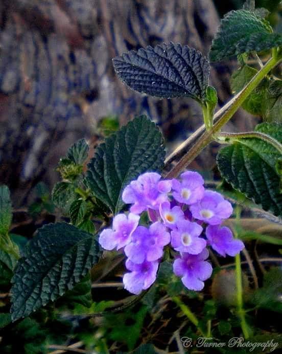 Flower Photograph - Purple Lantana  by The Empress