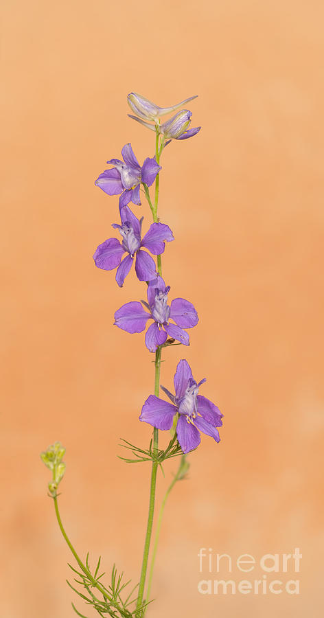 Purple Larkspur Photograph by Sari ONeal