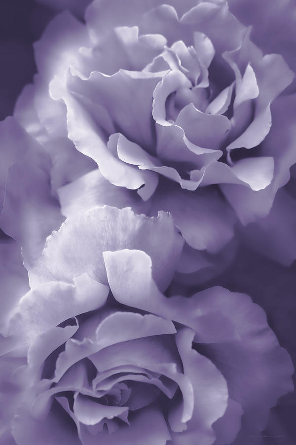 Purple Lavender Roses Photograph by Jennie Marie Schell