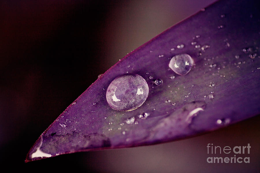 Purple Leaf And Waterdrops Photograph