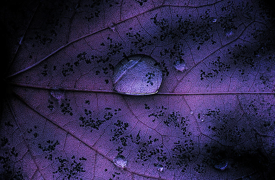 Purple Leaf With Water Drop Photograph by Martin Hardman