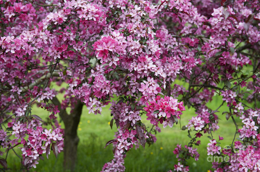 Purple Leaved Crab Apple Tree Blossom Photograph by Tim Gainey