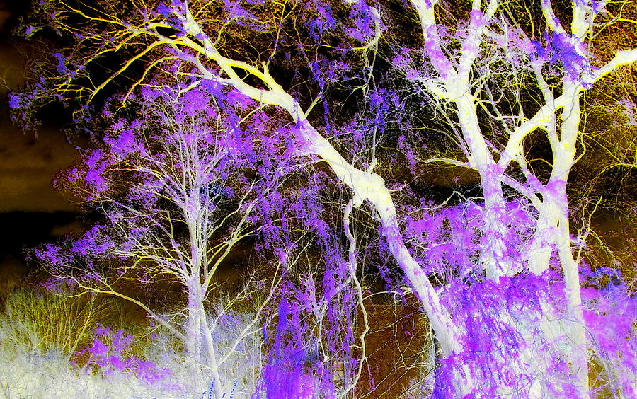 Purple Leaves And White Trees Photograph by Jodie Marie Anne Richardson Traugott          aka jm-ART