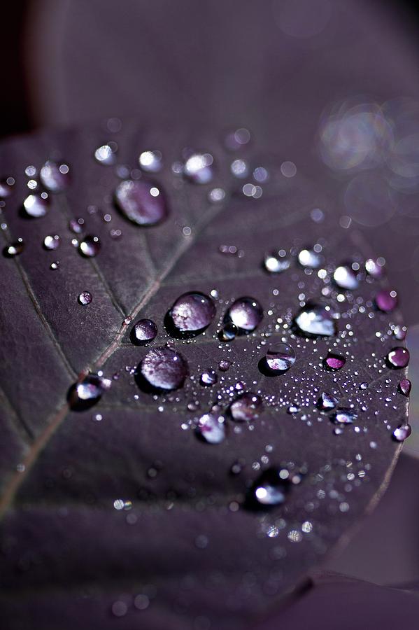 Purple Leaves II Photograph by Kb White