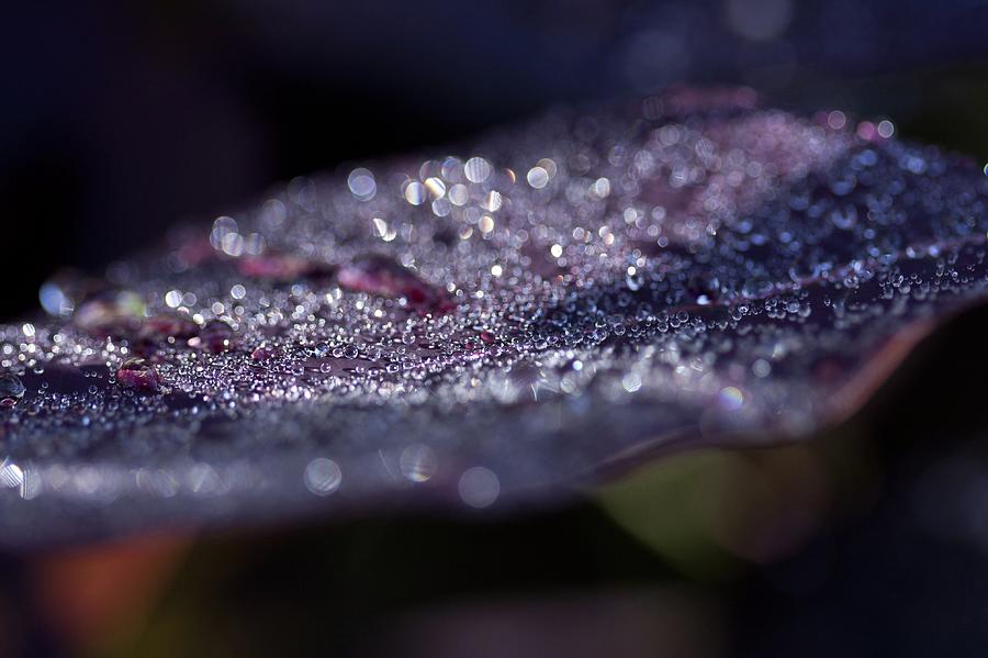 Purple Leaves Photograph by Kb White