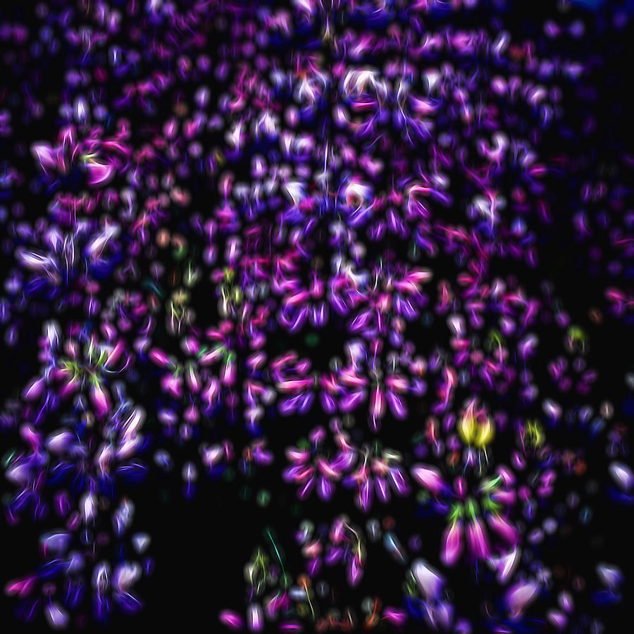 Purple Lilac Blue On Black Digital Art