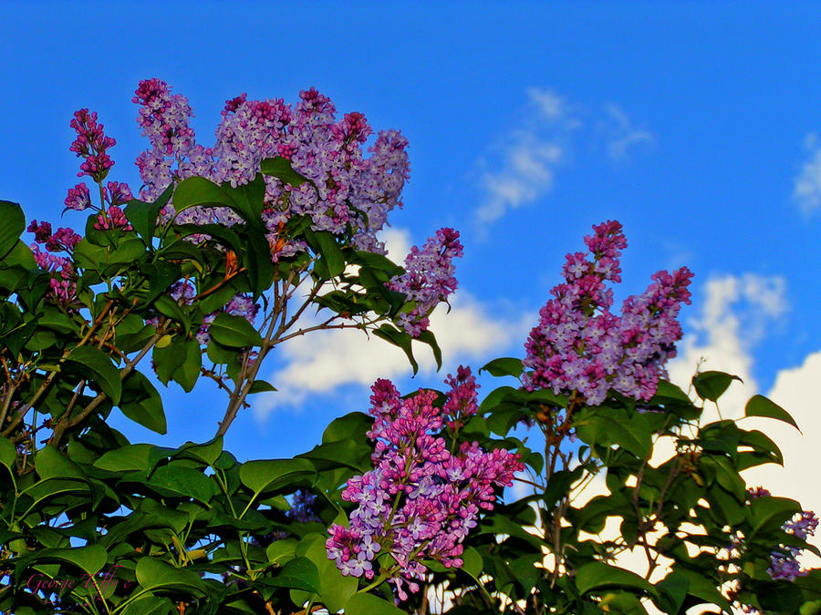 Purple lilac Photograph by George Tuffy