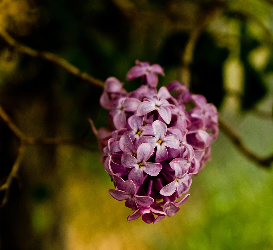 Purple Lilac Photograph by James Gay