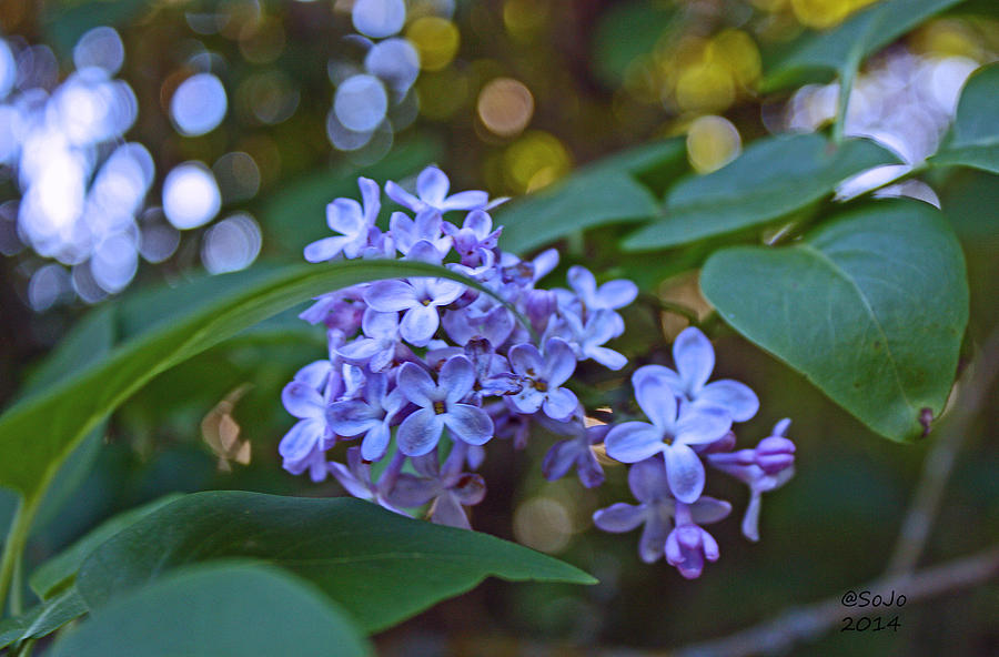Nature Photograph - Purple Lilac by Sally Jo McKean
