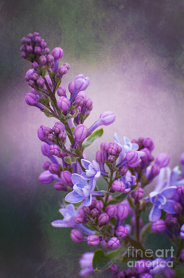 Spring Photograph - Purple Lilacs by Bianca Nadeau