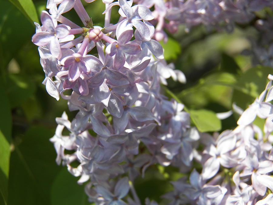 Purple Lilacs III Photograph by Corinne Elizabeth Cowherd