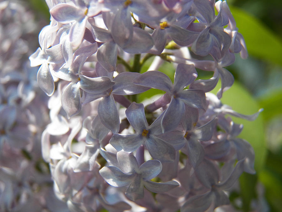 Purple Lilacs IV Photograph by Corinne Elizabeth Cowherd
